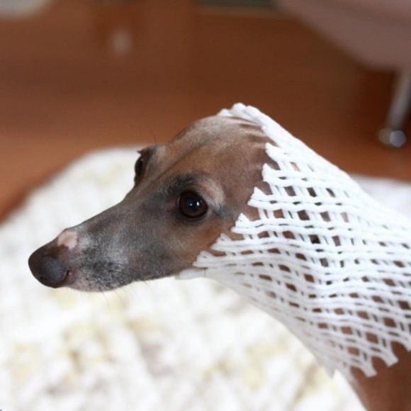 Meet your Posher, Rachel - Picture 1 of 1